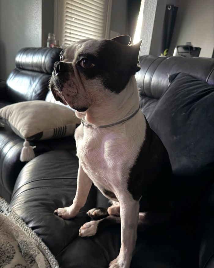 Bean, un Boston terrier, sentado en un sillón de piel