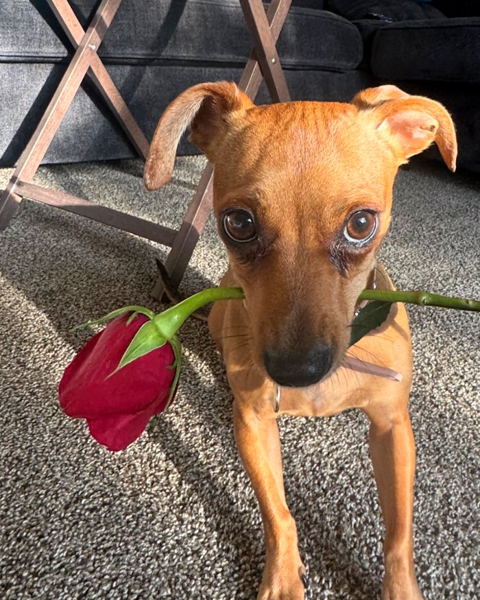 Princess, una perrita salchicha cruzada, con una rosa roja en el hocico