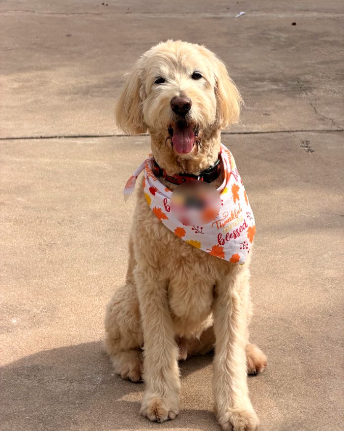 Astro, un goldendoodle sonriente con paliacate de otoño