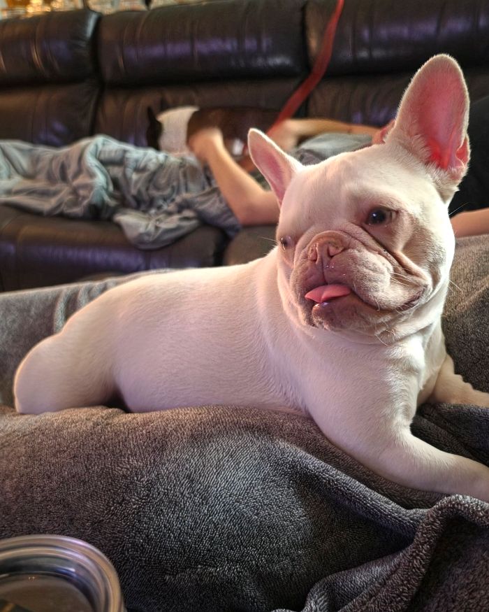 Georgina, una bulldog francés color crema, recostada en una cobija con la lengua de fuera