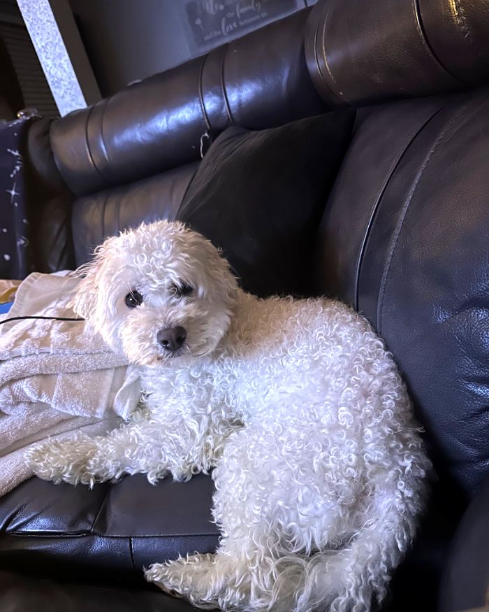 Mia, una poodle blanca de pelo rizado, acurrucada en un sillón