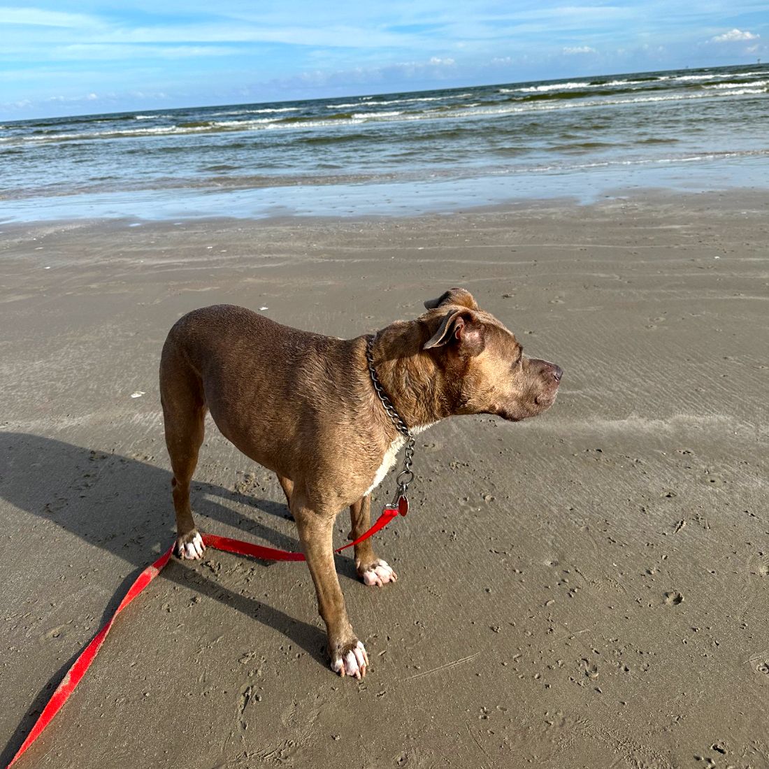 Diamond, nuestra pit bull, en la playa de Port Aransas