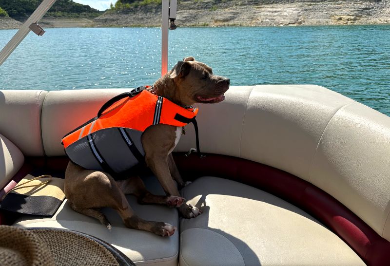 Diamond, una pit bull, sonriendo con chaleco salvavidas naranja en una lancha