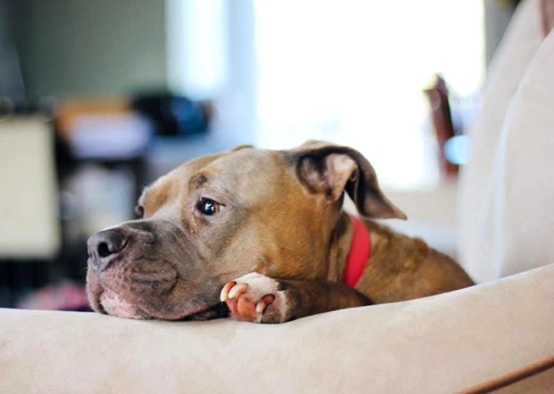 Diamond descansando la cabeza y una patita en el respaldo del sillón